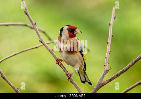 Eine sehr detaillierte Nahaufnahme eines Goldfinchs, der in einem Strauch sitzt und direkt in die Kamera schaut und den Fotografen beobachtet, einen sehr bunten, aufmerksamen Vogel. Stockfoto