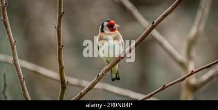 Ein sehr aufmerksamer Goldfinch, der seine gruselige Aufmachung zeigt, obwohl die Markierungen manchmal wunderschön sind, sehen sie ziemlich beeindruckend aus. Hoch oben im Frühling. Stockfoto