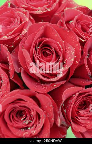Eine Nahaufnahme einer wunderschönen roten Rosenflehe mit Wassertropfen. Stockfoto