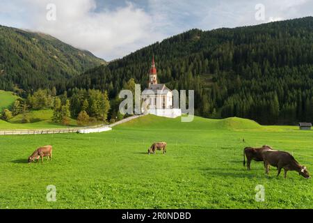 Kühe vor der Kirche St. Nicholas, Obernberg am Brenner, Tirol, Österreich Stockfoto