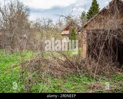 Überwucherter Hinterhof eines hölzernen Sommerhauses im Dorf im Frühling Stockfoto