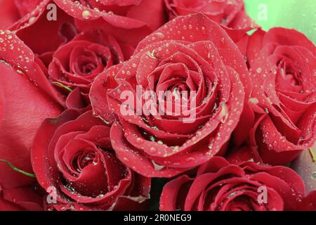 Eine Nahaufnahme einer wunderschönen roten Rosenflehe mit Wassertropfen. Stockfoto