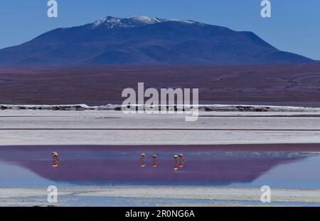 James Flamingos ernährt sich von der Laguna Colorada, Eduardo Avaroa Andenfauna National Reserve, Bolivien Stockfoto