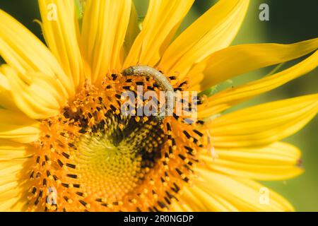 Raupen ernähren sich von Pollen und blühenden Sonnenblumenblättern. Stockfoto