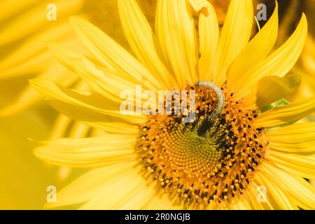Raupen ernähren sich von Pollen und blühenden Sonnenblumenblättern. Stockfoto