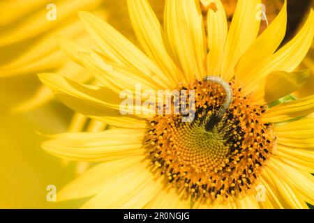 Raupen ernähren sich von Pollen und blühenden Sonnenblumenblättern. Stockfoto