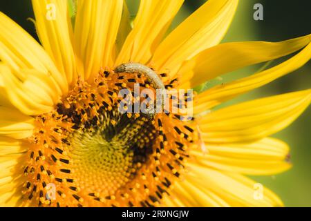 Raupen ernähren sich von Pollen und blühenden Sonnenblumenblättern. Stockfoto