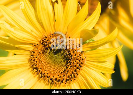 Raupen ernähren sich von Pollen und blühenden Sonnenblumenblättern. Stockfoto