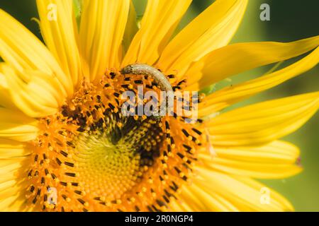 Raupen ernähren sich von Pollen und blühenden Sonnenblumenblättern. Stockfoto