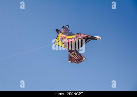 adlerdrachen im Himmel. Ein Adlerdrachen gleitet gegen den Wind im Himmel. Stockfoto