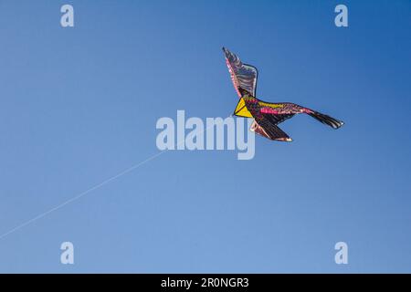 adlerdrachen im Himmel. Ein Adlerdrachen gleitet gegen den Wind im Himmel. Stockfoto