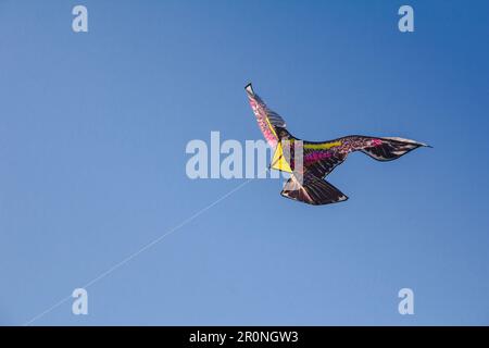 adlerdrachen im Himmel. Ein Adlerdrachen gleitet gegen den Wind im Himmel. Stockfoto