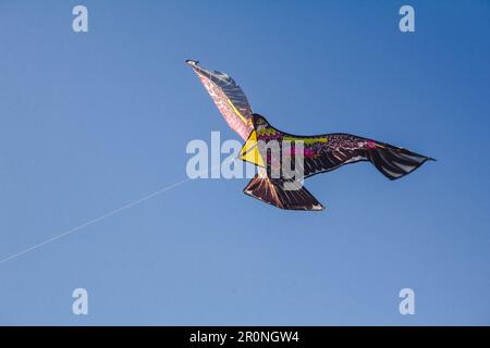 adlerdrachen im Himmel. Ein Adlerdrachen gleitet gegen den Wind im Himmel. Stockfoto