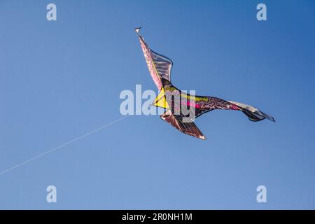 adlerdrachen im Himmel. Ein Adlerdrachen gleitet gegen den Wind im Himmel. Stockfoto