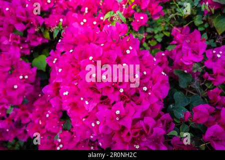 Nahaufnahme einer Bougainvillea Flowers auf Grand Cayman, Cayman Islands Stockfoto