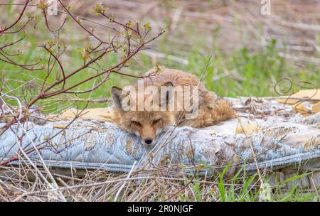Rotfuchs (Vulpes vulpes), weiblich, liegt auf einer verlassenen Matratze im Frühlingsgras in Ottawa, Kanada Stockfoto
