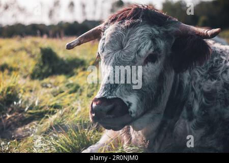 Eine englische Longhorn-Kuh ruht an einem sonnigen Nachmittag auf einem grasbedeckten Feld Stockfoto