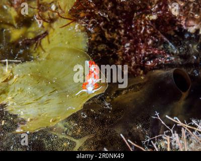 Ein kleiner Flabellina-Dushia-Fisch, hoch oben auf einem Stück Seetang in einem unberührten Ozean Stockfoto