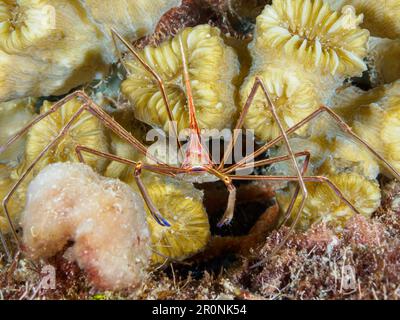 Nahaufnahme einer großen Yellowline Arrow Krabbe auf einem orangefarbenen Schwamm Stockfoto