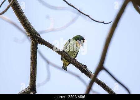 Coppersmith Barbet auf einem Zweig ist Coppersmith Barbet ein Vogel, der durch Bohren eines Baumlochs ein Nest bildet, von dem die meisten reife Früchte essen Stockfoto