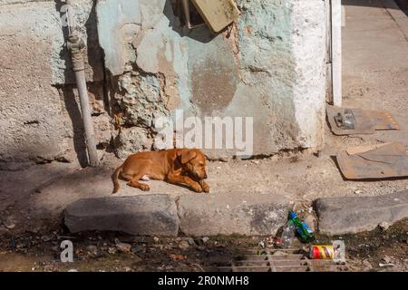 Havanna, Kuba - 26. April 2023: Ein streunender Hund sitzt auf dem Bürgersteig. Die Gebäudewand ist beschädigt und schmutzig. Die Szene der streunenden Tiere ist weit verbreitet. Stockfoto