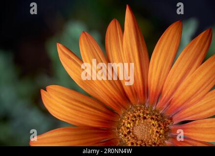 Nahaufnahme der wunderschönen, leuchtend orangefarbenen Gerbera-Blume, auch bekannt als Gerbera jamesonii, selektiver Fokus mit unscharfem Hintergrund und Kopierbereich Stockfoto
