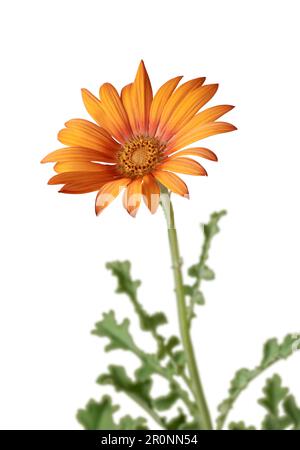 Wunderschöne, helle orangefarbene Gerbera-Gänseblümchen, auch bekannt als Gerbera jamesonii, isoliert auf weißem Hintergrund und selektiv im Fokus Stockfoto