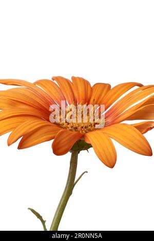 Seitenansicht der wunderschönen, leuchtend orangefarbenen Gerbera-Gänseblümchen, auch bekannt als Gerbera jamesonii, isoliert auf weißem Hintergrund, selektiv im Fokus aufgenommen Stockfoto