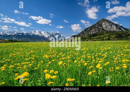 Wiese mit blühenden Löwenzahnen, Wetterstein mit Alpspitze und Zugspitze im Hintergrund, Wettersteingebirge, Oberbayern, Bayern, Deutschland Stockfoto