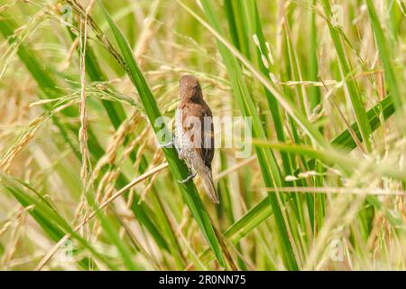 Das schuppige Munia ist auf der Reisanlage. Lonchura punctulata. Lebensraum, Felder, Wiesen, Wälder Stockfoto