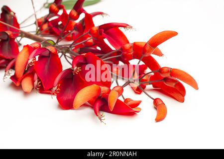 Ein Zweig mit ceibo-Blumen auf weißem Hintergrund mit Kopierbereich Stockfoto