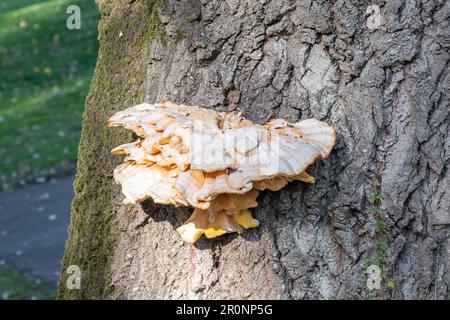 Blass gereifte Schichten des fruchtbaren Körpers, bekannt als Huhn der Wälder, wissenschaftlicher Name Laetiporus sulureus, ein essbarer Brackelpilz, der angeblich hav Stockfoto