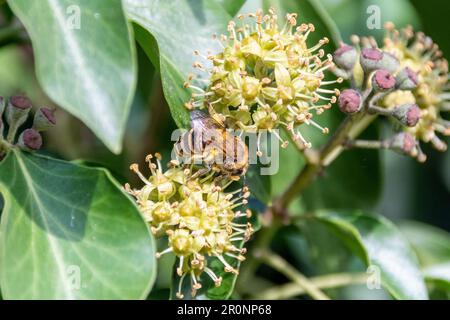 Eine Efeu-Biene, Colletes hederae, eine Art einsamer Biene, die sich von der Blume einer Efeu-Pflanze, Hedera Helix, ernährt Stockfoto