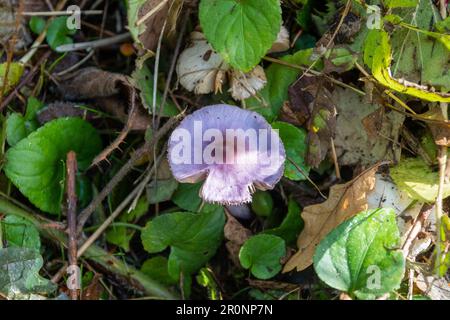 Ein lila Fibrorecap-Kehltuch, Inocybe geophylla var. Liliacina, die ihre helle violette Färbung auf dem Waldboden zeigt Stockfoto