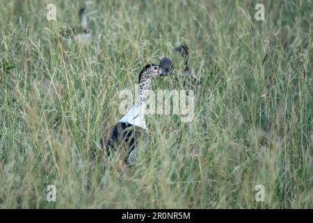 Knöpfende Ente im Gras in wilder Landschaft, im hellen Sommerlicht geschossen, Kruger Park, Mpumalanga, Südafrika Stockfoto