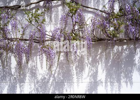 Wisteria-Äste und Blumen werfen Schatten auf eine weiß bemalte Wand Stockfoto