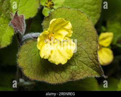Gelbe Blüten des hartnäckigen Waldes, Saruma henryi, kontrastieren mit samtigen Blättern Stockfoto