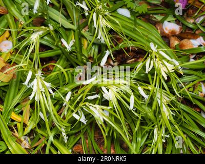 Ungewöhnlicher weiße Brakteat Form der UK systemeigene Glockenblume, Hyacinthoides non-Scriptus, hat Blätter aus dem Blütenstiel wachsen Stockfoto