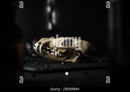 Dunkle Stimmung, Stillleben. Ein echter Fuchskopf, ein Kalligrafiestift, eine Aopthekarflasche, ein schwarzer Holztisch. Gotische Hexen-Launen-Hintergrund. Stockfoto