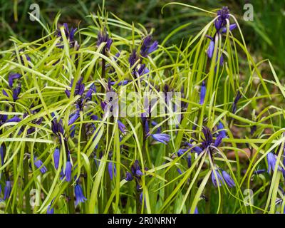 Ungewöhnliche hat Brakteat UK systemeigene Glockenblume, Hyacinthoides non-Scriptus, Blätter aus dem Blütenstiel wachsen Stockfoto