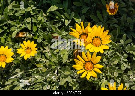 Gelbe Gänseblümchen aus Gazania in voller Blüte Stockfoto