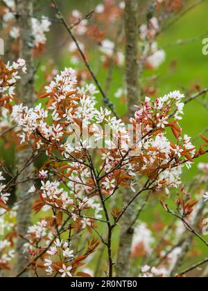 Bronzefarbenes Frühlingsblatt und weiße Blüten des hartgewichtigen Bohnenbaums, Amelanchier x grandiflora „Robin Hill“ Stockfoto
