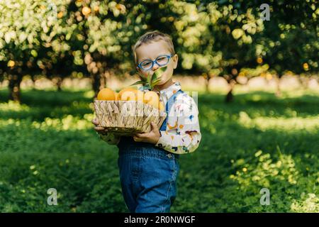 Porträt eines süßen kleinen Bauernjungen mit Wicker-Korb voller frischer organischer Orangen. Glückliches Kind mit Brille erntet Gemüse Obst in Grün Stockfoto