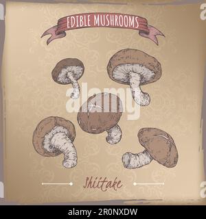 Lentinula edodes alias Shiitake-Farbskizze auf Vintage-Hintergrund. Essbare Pilze. Stock Vektor