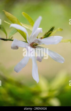 Mit Magnoila Stockfoto