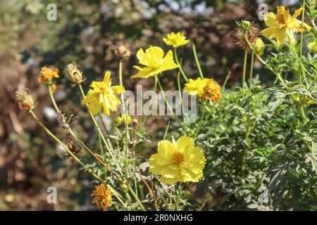 Wunderschöne gelbe Blumen Schwefel Kosmos wächst in freier Wildbahn Stockfoto