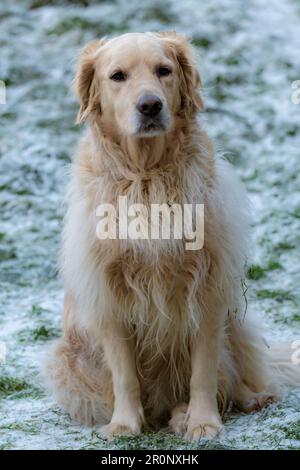 Ein großer golder Retriever auf einem winterlichen, schneebedeckten Feld mit üppigem grünen Gras Stockfoto