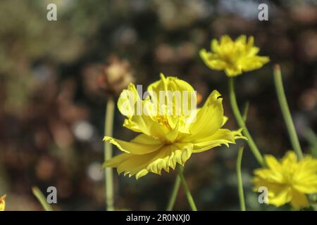 Wunderschöne gelbe Blumen Schwefel Kosmos wächst in freier Wildbahn Stockfoto