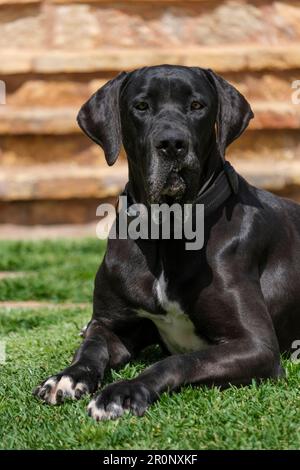 Däne, Weibchen, Mallorca, Balearen, Spanien Stockfoto