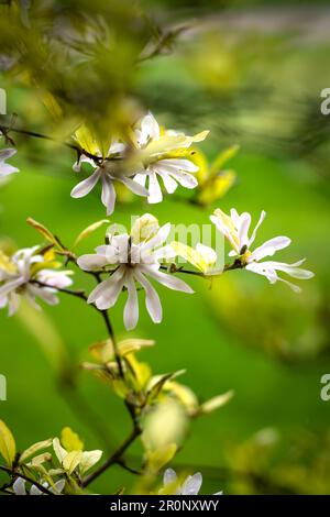 Nahaufnahme selektiver Fokus der vertikalen Magnolienansicht Frühjahr 2023 Stockfoto